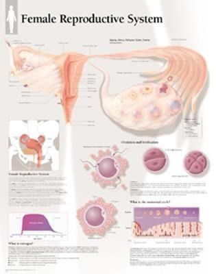Produktbild: Female Reproductive System Cha
