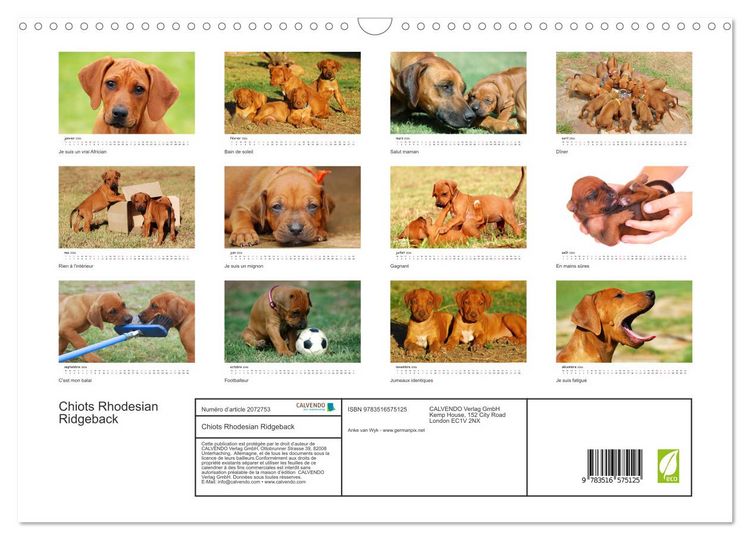 Produktbild: Chiots Rhodesian Ridgeback (Calendrier mural 2026 DIN A3 vertical), CALVENDO calendrier mensuel