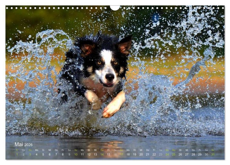 Produktbild: SPLASH - Hunde im Wasser (Wandkalender 2026 DIN A3 quer), CALVENDO Monatskalender