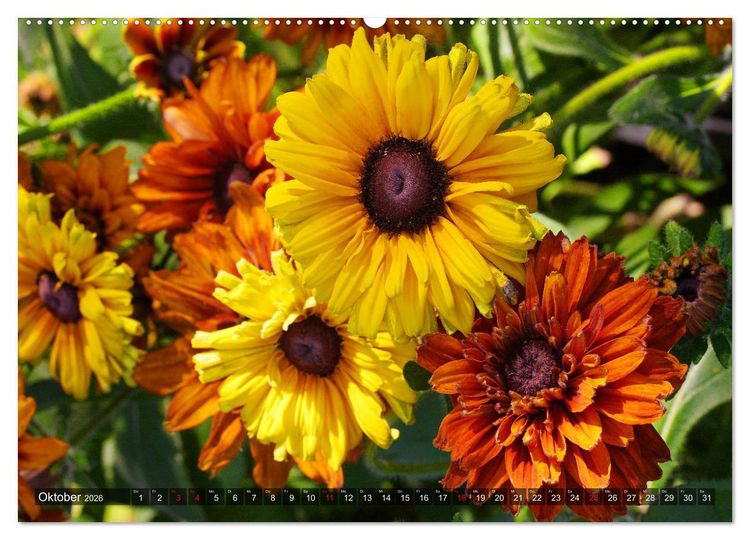 Produktbild: Sonnenhut im Garten (Wandkalender 2026 DIN A2 quer), CALVENDO Monatskalender