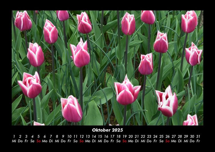 Produktbild: Blumentr&auml;ume 2025 Fotokalender DIN A3