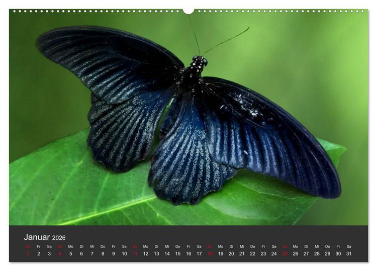 Produktbild: Schmetterlinge (hochwertiger Premium Wandkalender 2026 DIN A2 quer), Kunstdruck in Hochglanz