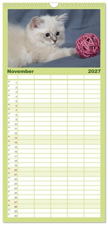 Produktbild: Familienplaner 2027 - Ragdoll Kitten mit 5 Spalten (Wandkalender, 21 x 45 cm) CALVENDO