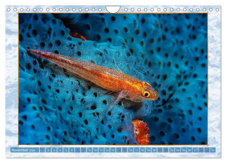 Produktbild: Farbenpracht unter Wasser (Wandkalender 2026 DIN A4 quer), CALVENDO Monatskalender