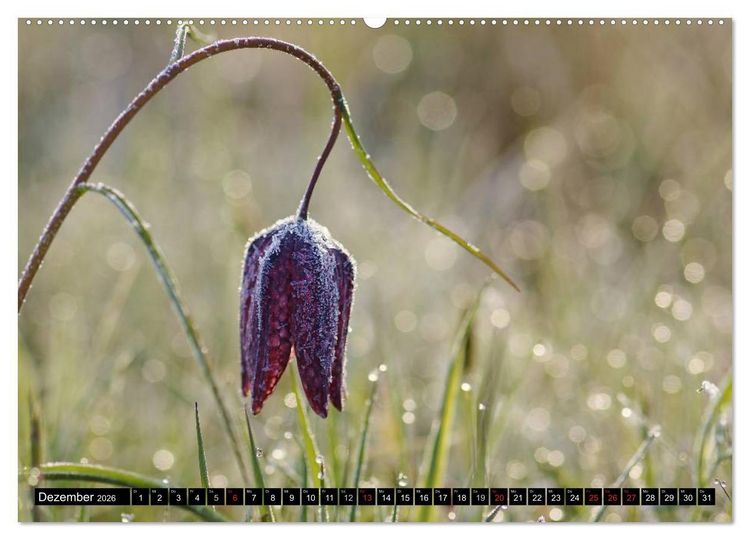 Produktbild: Die Schachbrettblume (hochwertiger Premium Wandkalender 2026 DIN A2 quer), Kunstdruck in Hochglanz