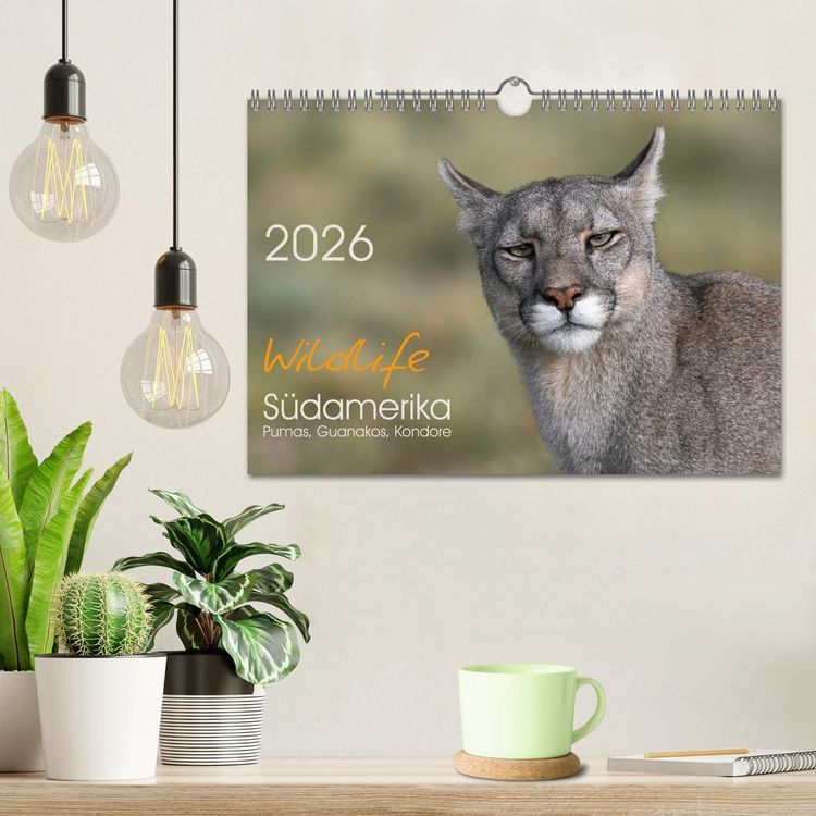 Produktbild: Wildlife S&uuml;damerika (Wandkalender 2026 DIN A4 quer), CALVENDO Monatskalender
