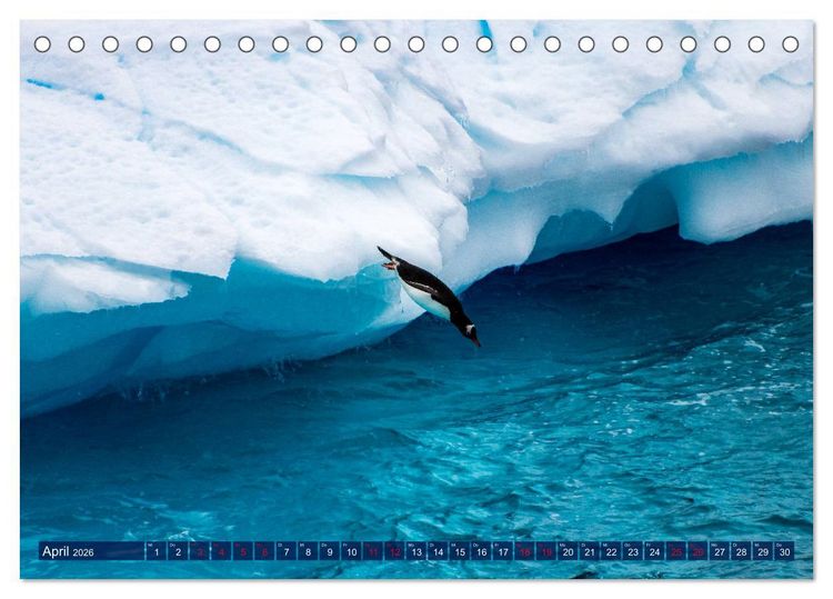 Produktbild: Antarktis Gletscher, Robben, Pinguine (Tischkalender 2026 DIN A5 quer), CALVENDO Monatskalender