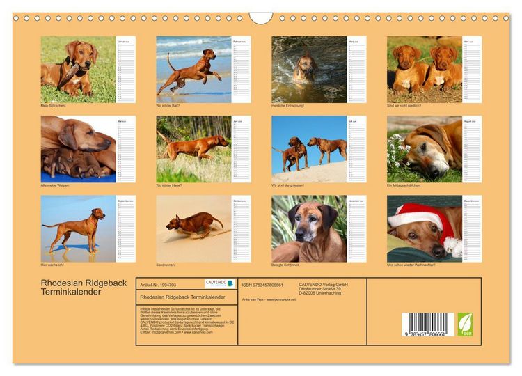 Produktbild: Rhodesian Ridgeback Terminkalender (Wandkalender 2026 DIN A3 quer), CALVENDO Monatskalender