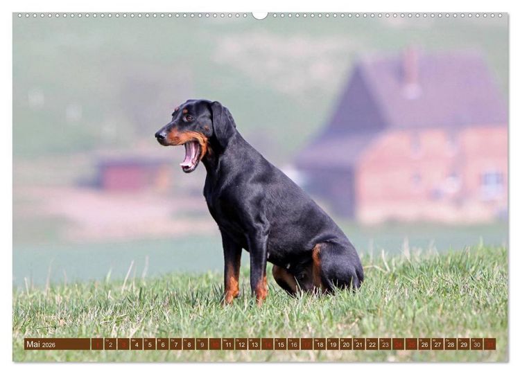 Produktbild: Brandlbracken (hochwertiger Premium Wandkalender 2026 DIN A2 quer), Kunstdruck in Hochglanz