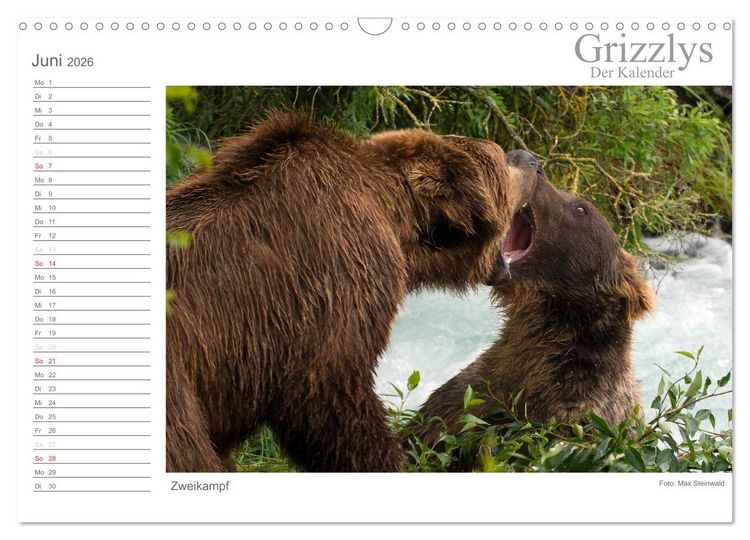 Produktbild: Grizzlys - Der Kalender (Wandkalender 2026 DIN A3 quer), CALVENDO Monatskalender