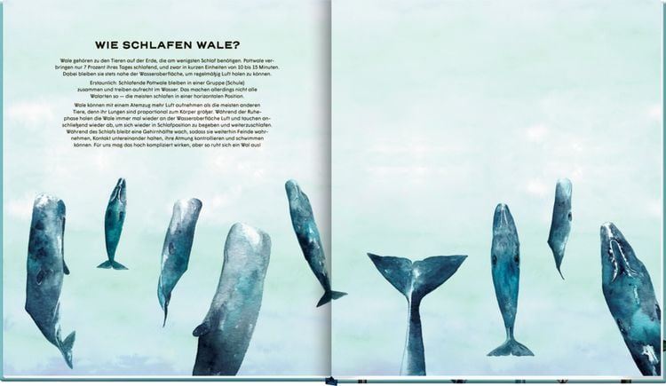 Produktbild: Die geheime Welt der Wale