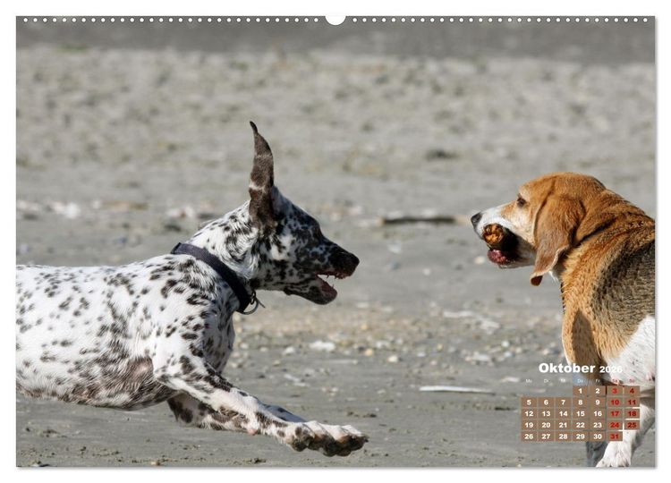 Produktbild: Ein Dalmatiner und ein Beagle - Auf der maritimen Jagd nach dem weltbesten Stock (hochwertiger Premium Wandkalender 2026 DIN A2 quer), Kunstdruck in Hochglanz