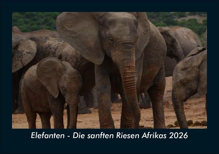 Produktbild: Elefanten - Die sanften Riesen Afrikas 2026 Fotokalender DIN A5