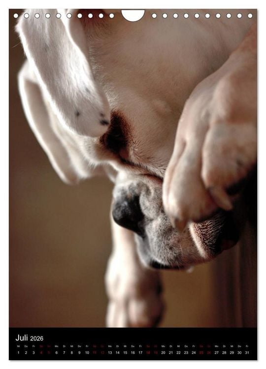 Produktbild: Stille Momente - Die sensible Seite der Hunde (Wandkalender 2026 DIN A4 hoch), CALVENDO Monatskalender