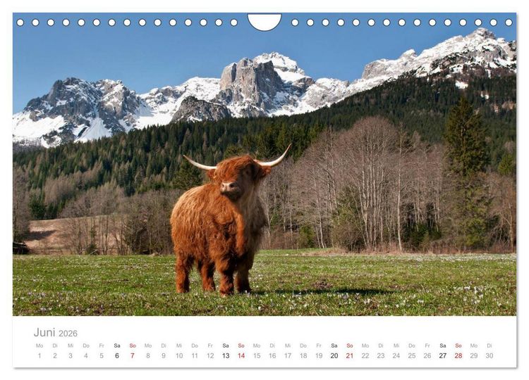 Produktbild: Tiere in Freiheit - Nutztiere auf der Alm (Wandkalender 2026 DIN A4 quer), CALVENDO Monatskalender