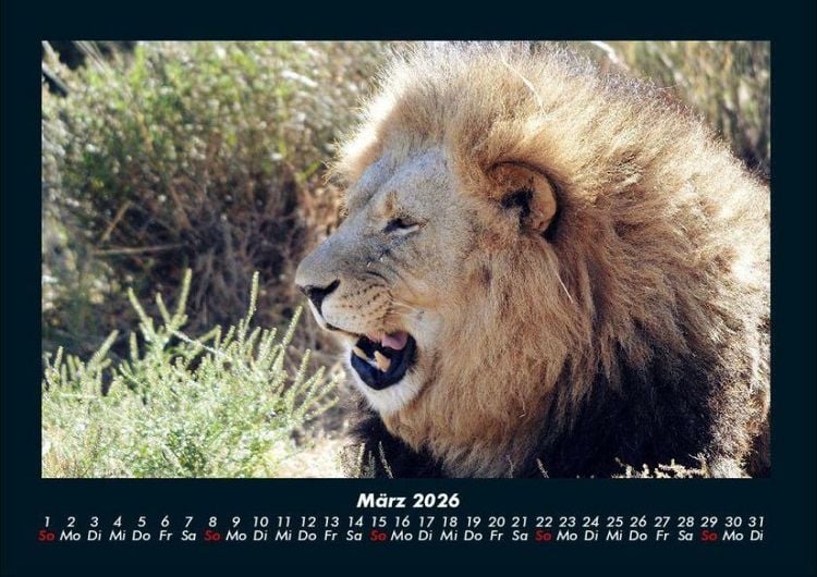 Produktbild: L&ouml;wen in der Wildnis 2026 Fotokalender DIN A4