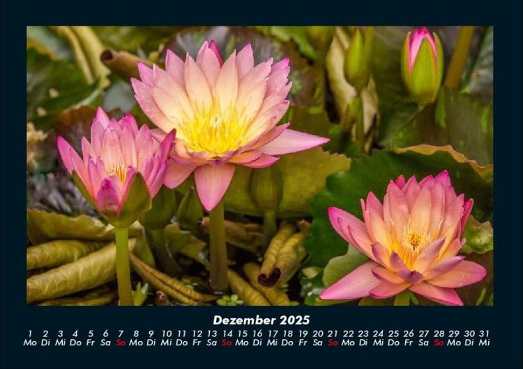 Produktbild: Rosen-Kalender 2025 Fotokalender DIN A4