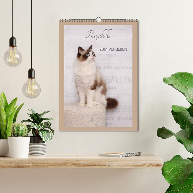 Produktbild: Ragdolls zum Verlieben (Wandkalender 2026 DIN A3 hoch), CALVENDO Monatskalender
