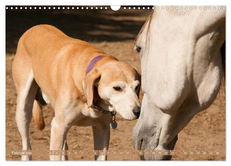Produktbild: Pferd und Hund - Vierbeinige Freunde (Wandkalender 2026 DIN A3 quer), CALVENDO Monatskalender