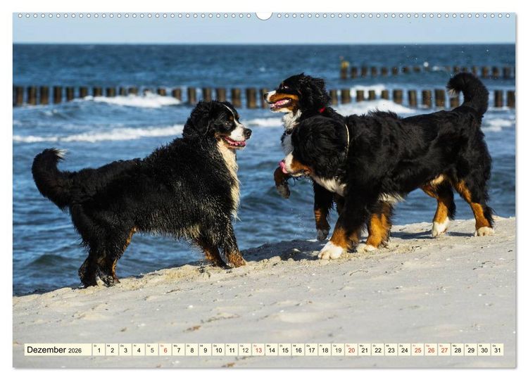 Produktbild: Berner Sennenhunde am Strand (hochwertiger Premium Wandkalender 2026 DIN A2 quer), Kunstdruck in Hochglanz