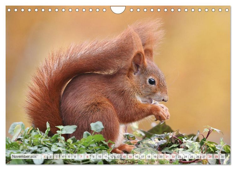 Produktbild: Besondere Augenblicke mit Eichh&ouml;rnchen (Wandkalender 2026 DIN A4 quer), CALVENDO Monatskalender