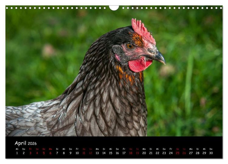 Produktbild: Neues von den Gartenh&uuml;hnern (Wandkalender 2026 DIN A3 quer), CALVENDO Monatskalender
