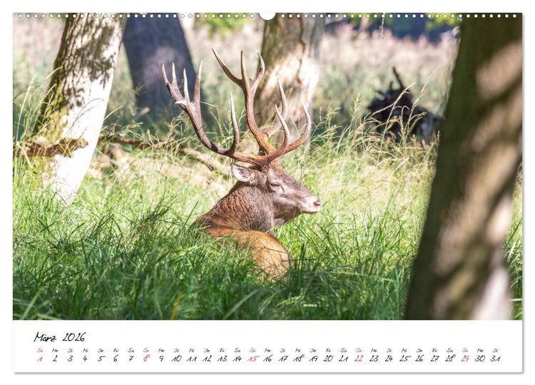 Produktbild: Rotwild - im Naturparadies der Mecklenburgischen Seenplatte (hochwertiger Premium Wandkalender 2026 DIN A2 quer), Kunstdruck in Hochglanz