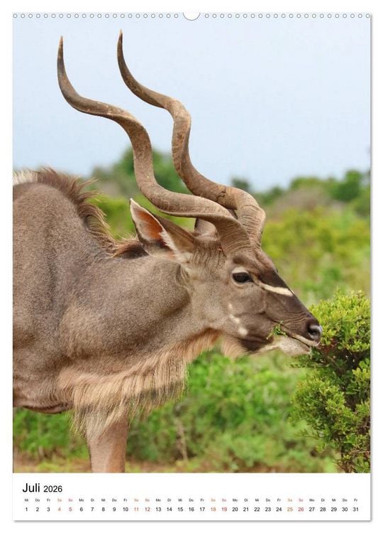 Produktbild: S&Uuml;DAFRIKA Wild-Tiere im Addo Elephant Park (hochwertiger Premium Wandkalender 2026 DIN A2 hoch), Kunstdruck in Hochglanz
