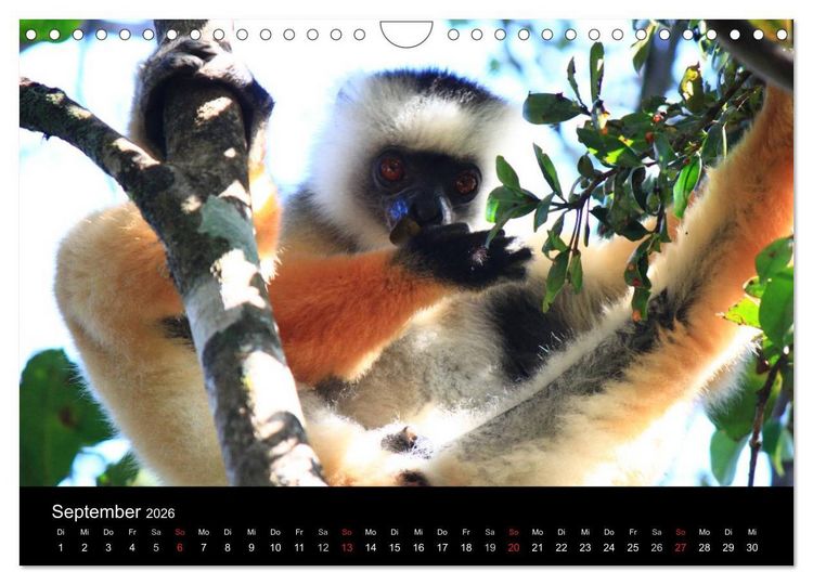 Produktbild: Abenteuer Madagaskar (Wandkalender 2026 DIN A4 quer), CALVENDO Monatskalender