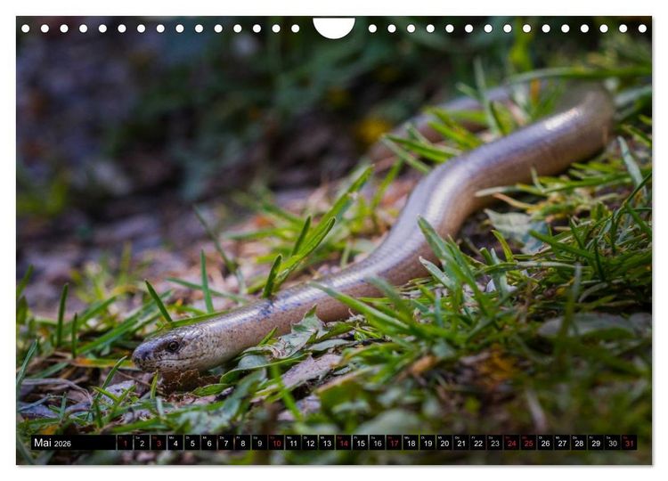 Produktbild: Salamander und Co. (Wandkalender 2026 DIN A4 quer), CALVENDO Monatskalender