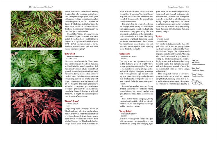 Produktbild: Japanese Maples