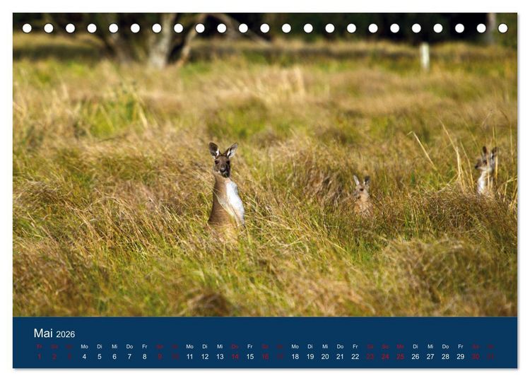 Produktbild: Freilebende K&auml;ngurus (Tischkalender 2026 DIN A5 quer), CALVENDO Monatskalender