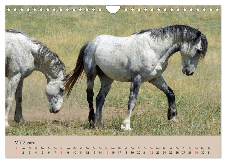 Produktbild: Wildpferde. Frei wie der Wind (Wandkalender 2026 DIN A4 quer), CALVENDO Monatskalender