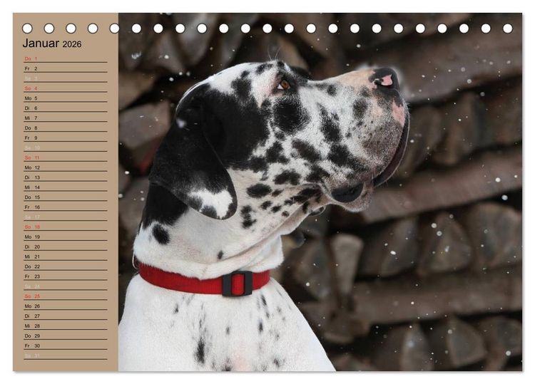 Produktbild: Deutsche Doggen - Sanfte Riesen (Tischkalender 2026 DIN A5 quer), CALVENDO Monatskalender