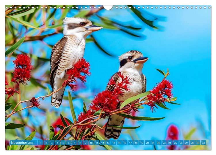Produktbild: Der Kookaburra - Im australischen Busch mit dem lachenden Hans (Wandkalender 2026 DIN A3 quer), CALVENDO Monatskalender