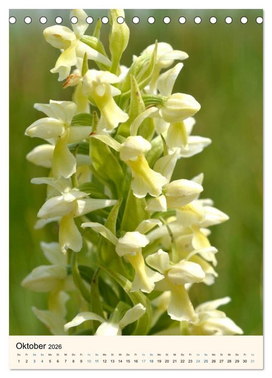 Produktbild: Einheimische Orchideen (Tischkalender 2026 DIN A5 hoch), CALVENDO Monatskalender