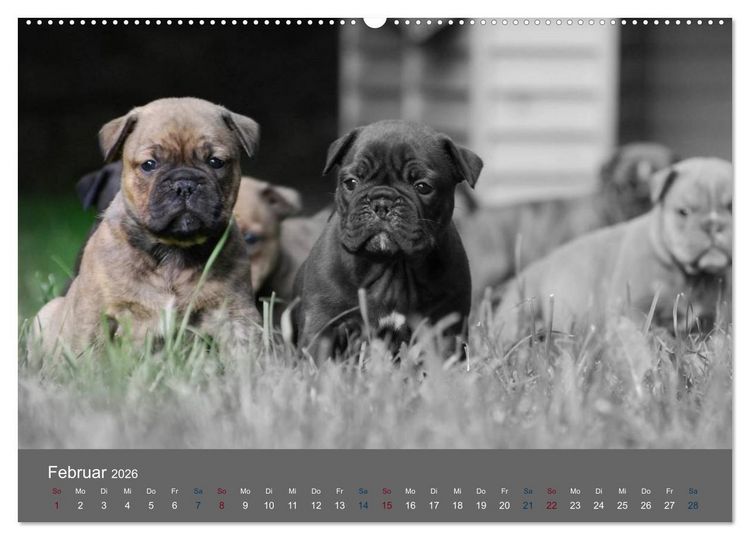 Produktbild: Bulldoggen-Zwerge (hochwertiger Premium Wandkalender 2026 DIN A2 quer), Kunstdruck in Hochglanz