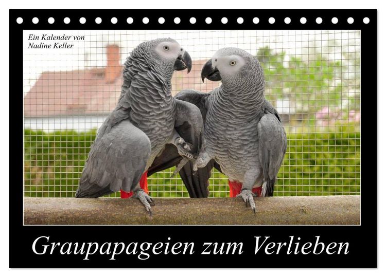 Produktbild: Graupapageien zum Verlieben (Tischkalender 2026 DIN A5 quer), CALVENDO Monatskalender