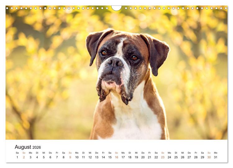 Produktbild: Deutscher Boxer (Wandkalender 2026 DIN A3 quer), CALVENDO Monatskalender