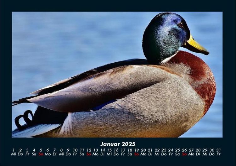 Produktbild: Enten 2025 Fotokalender DIN A4