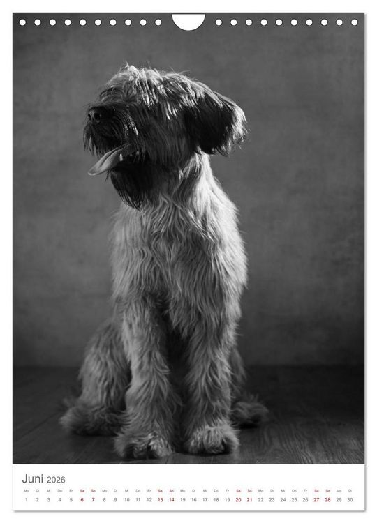 Produktbild: Fine Art Hundeportraits (Wandkalender 2026 DIN A4 hoch), CALVENDO Monatskalender