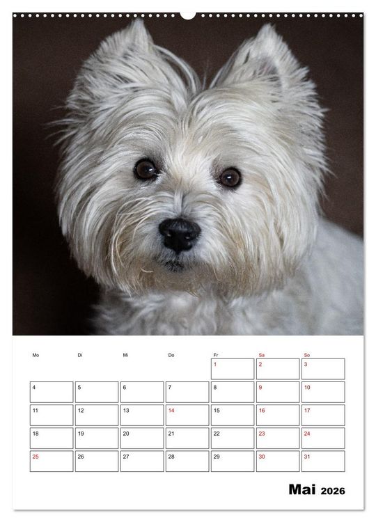 Produktbild: West Highland White Terrier - Herzensbrecher auf vier Pfoten (Wandkalender 2026 DIN A2 hoch), CALVENDO Monatskalender