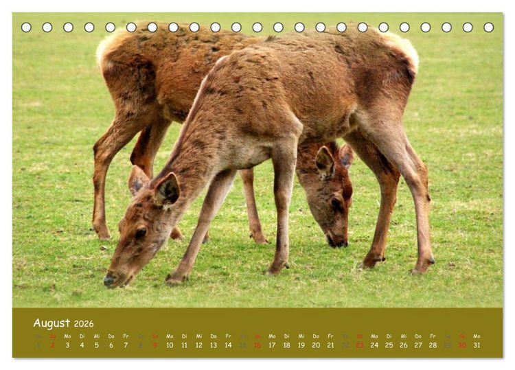 Produktbild: Begegnungen. DER HIRSCH (Tischkalender 2026 DIN A5 quer), CALVENDO Monatskalender