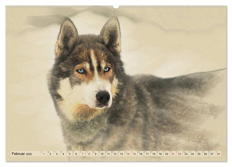Produktbild: Schlittenhunde 2026 (Wandkalender 2026 DIN A2 quer), CALVENDO Monatskalender