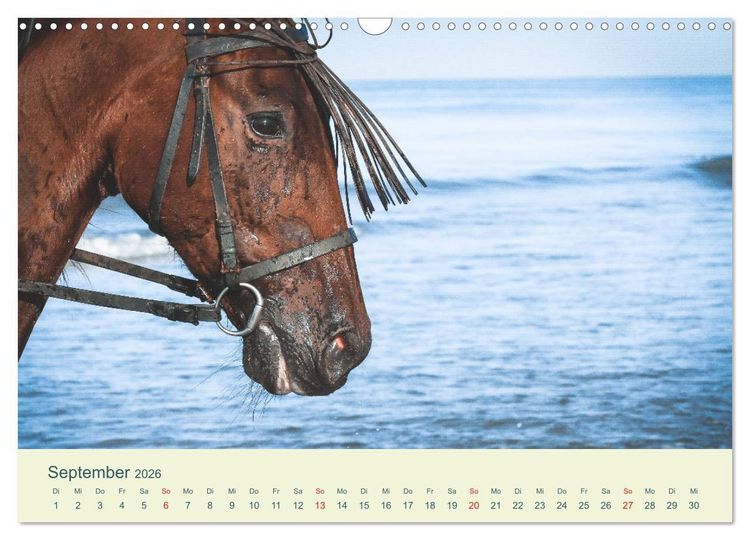 Produktbild: PFERDE & MEER (Wandkalender 2026 DIN A3 quer), CALVENDO Monatskalender