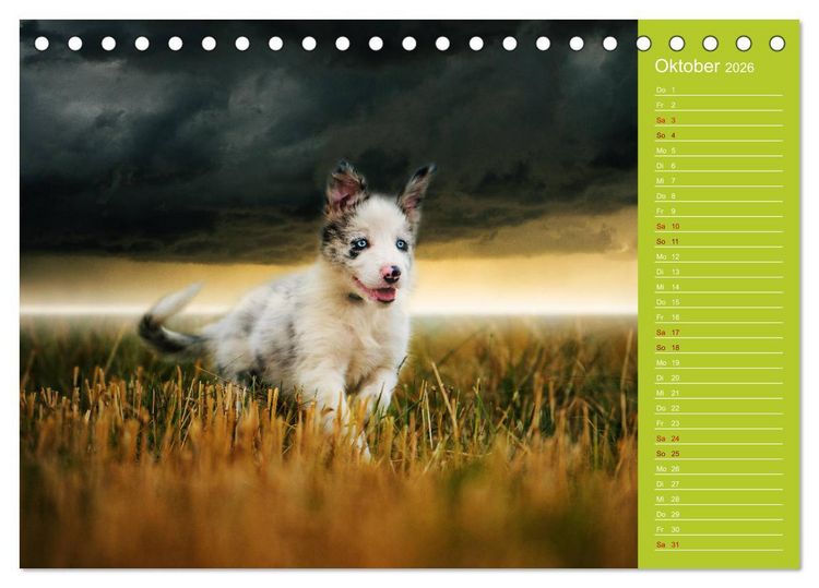 Produktbild: Border Collies - nicht nur schwarzwei&szlig; (Tischkalender 2026 DIN A5 quer), CALVENDO Monatskalender