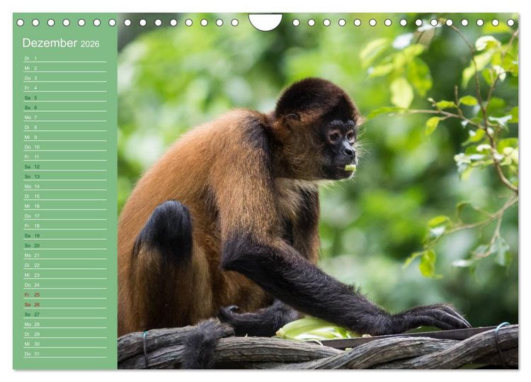 Produktbild: Die vielf&auml;ltige Welt der Affen (Wandkalender 2026 DIN A4 quer), CALVENDO Monatskalender