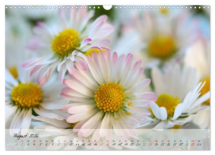 Produktbild: Bl&uuml;ten dicht an dicht (Wandkalender 2026 DIN A3 quer), CALVENDO Monatskalender
