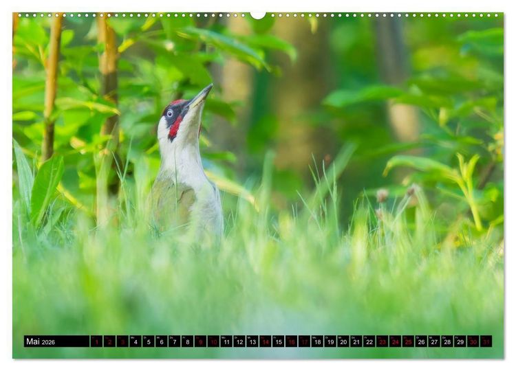 Produktbild: Wildtiere des Paderborner Landes (hochwertiger Premium Wandkalender 2026 DIN A2 quer), Kunstdruck in Hochglanz
