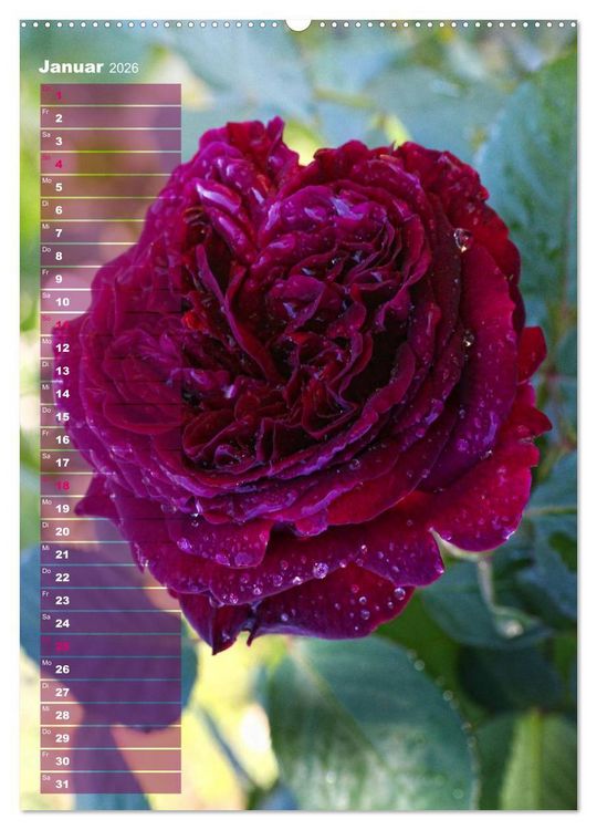 Produktbild: Rosen f&uuml;r DICH / Geburtstagskalender (hochwertiger Premium Wandkalender 2026 DIN A2 hoch), Kunstdruck in Hochglanz